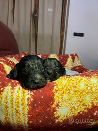 Cuccioli di Cocker Spaniel