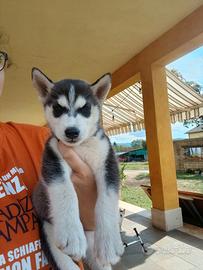 Cucciolo husky