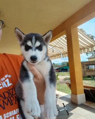 Cucciolo husky