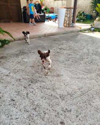 Cucciolo di setter inglese bianco fegato