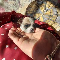 Chihuahua maschietto