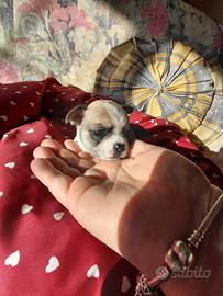 Chihuahua maschietto