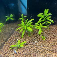 Hygrophila polysperma