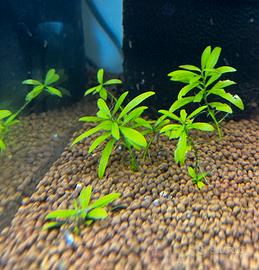 Hygrophila polysperma