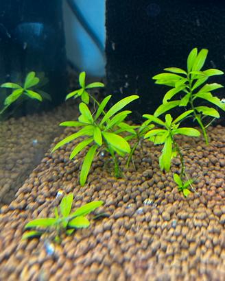 Hygrophila polysperma