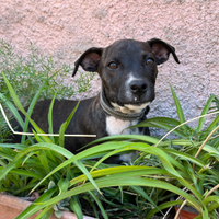 Cucciola mix pitbull