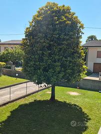 ALBERO MAGNOLIA