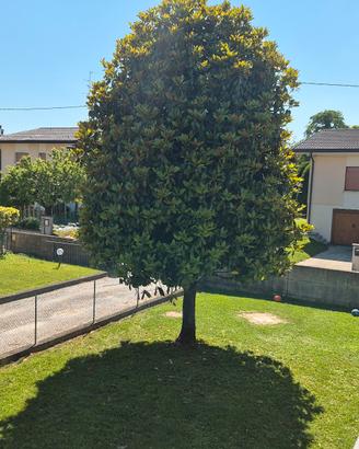 ALBERO MAGNOLIA