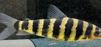 Pesce Leporinus Fasciatus