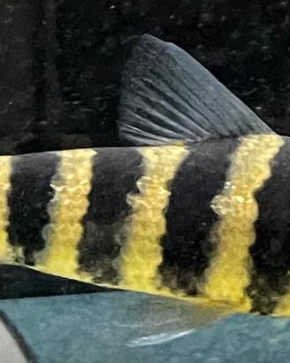 Pesce Leporinus Fasciatus