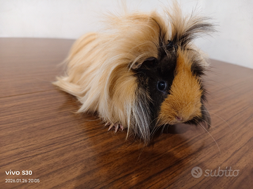 Cavia femmina incinta