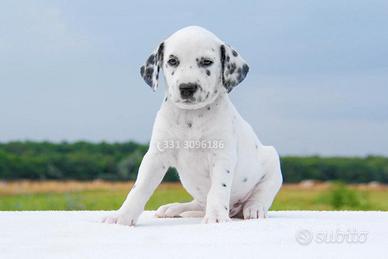 Cucciola di Dalmata