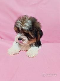 Cucciola Yorkshire Biewer Toy