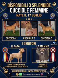 Pitbull cuccioli