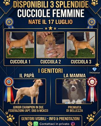 Pitbull cuccioli