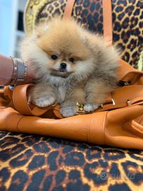 Spitz nano / Pomerania