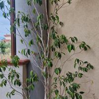 Ficus Benjamin