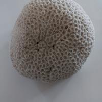 corallo cervello