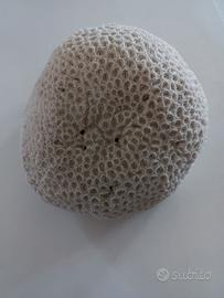 corallo cervello