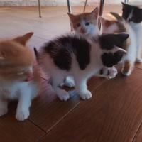 Gattini