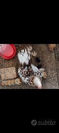 Galline nane millefiori da co va \ chiocce
