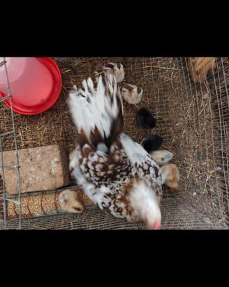 Galline nane millefiori da co va \ chiocce