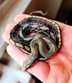 Serpenti asiatici