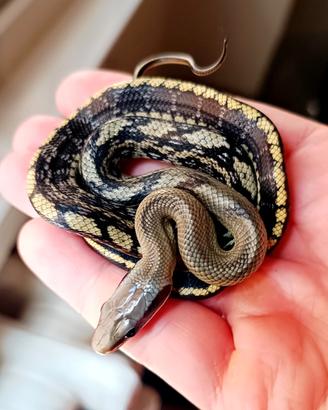 Serpenti asiatici