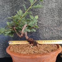 Bonsai quercia roverella.