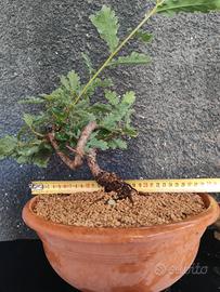 Bonsai quercia roverella.