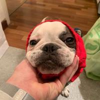 Bulldog Francese Per Monta