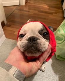 Bulldog Francese Per Monta