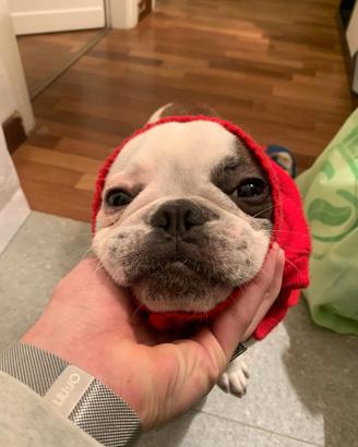 Bulldog Francese Per Monta