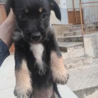 Terrier