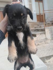 Terrier