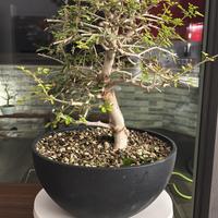 Bonsai di frassino