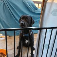 Vendita cane labrador retriever