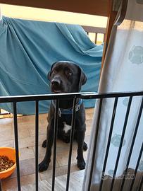 Vendita cane labrador retriever