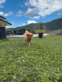 Chow Chow femmina