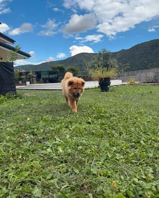 Chow Chow femmina