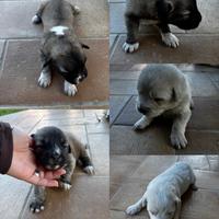 Cane da pastore del Caucaso