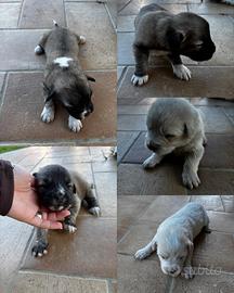 Cane da pastore del Caucaso