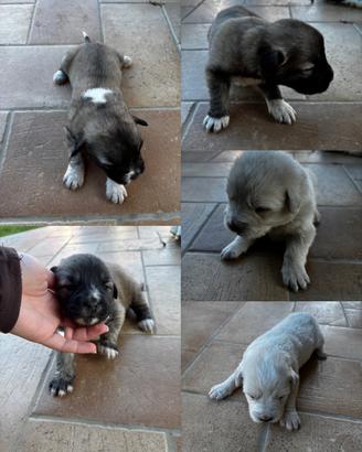 Cane da pastore del Caucaso