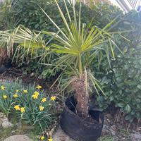 Palme tipo Trachycarpus h 1-1,5 m