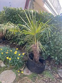 Palme tipo Trachycarpus h 1-1,5 m