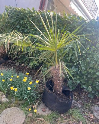 Palme tipo Trachycarpus h 1-1,5 m