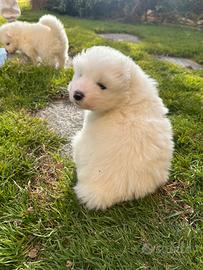 Cuccioli di Samoiedo