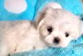 Cuccioli di maltese