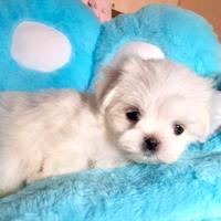 Cuccioli di maltese