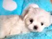 Cuccioli di maltese